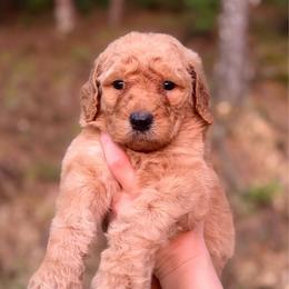 Grey - Apricot male Goldendoodle puppy in Ranger, Georgia from Muscadine Meadows Poodles and Doodles