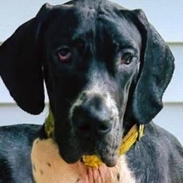Brandy - Black female Great Dane puppy in Gonzales, Louisiana from Anstatt House Of Danes
