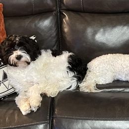 Cavapoos from Cavapoos of Cross Hill