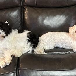 Cavapoos from Cavapoos of Cross Hill
