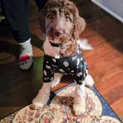 Bernedoodle and Newfypoo All Grown Up from Small Town Doodles & Poodles
