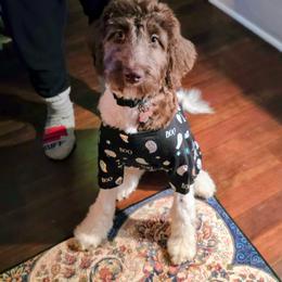 Bernedoodle and Newfypoo All Grown Up from Small Town Doodles & Poodles