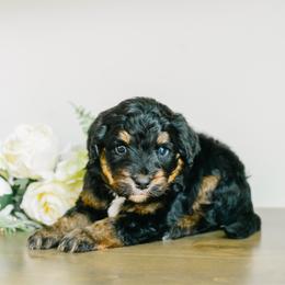 Linq - male Australian Mountain Doodle puppy in Spanish Fork, Utah from K Brand Doodles