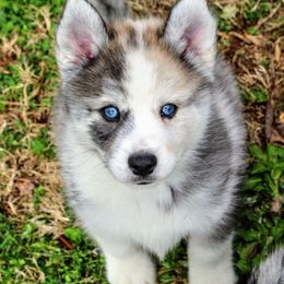 Pomeranian and Pomsky All Grown Up from Alpha Poms & Pomskies