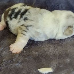 Girl 2 - Blue merle and white female Cardigan Welsh Corgi puppy in Huntington Beach, California from Lucky Puppies