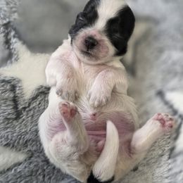 Pumpkin - Black and white female Shichon puppy in Ronda, North Carolina from Willow River