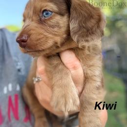 Kiwi - Dapple male Dachshund puppy in Lexington, Oklahoma from BooneDox Miniature Dachshunds