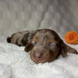 Candy cane - Dapple female Dachshund puppy in Murrieta, California from Dash of Love