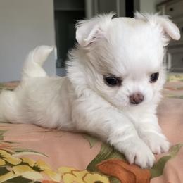 Chihuahua Puppies from Stardom Chihuahuas