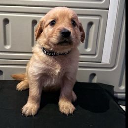 Sunny - Golden Golden Retriever puppy in Sedalia, Missouri from Bee’s Retrievers