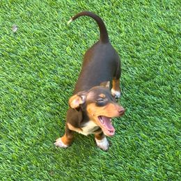 Purple Moon - Chocolate and tan female Dachshund puppy in Irving, Texas from DFW Dachshunds by G & S