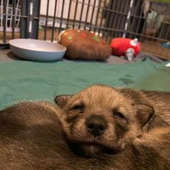 Swedish Vallhund Puppies from Maena Swedish Vallhunds