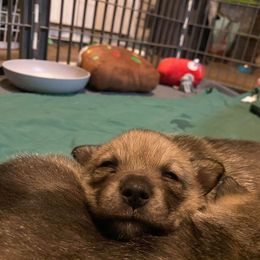 Swedish Vallhund Puppies from Maena Swedish Vallhunds