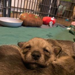 Swedish Vallhund Puppies from Maena Swedish Vallhunds