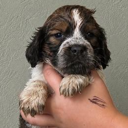 Hendrix - Tri-Roan male English Springer Spaniel puppy in Fort White, Florida from Thunderbird Springers