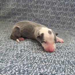 Pepper - Blue female Border Collie puppy in Gary, Indiana from Lake Ridge Border Collies