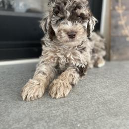 English Springer Spaniel, Poodle, and Springerdoodle Puppies from Little Mountain Springers, Springerdoodles & Poodles