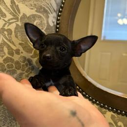 Onyx - Black male Chihuahua puppy in Alvord, Texas from Gift of Gods Favor