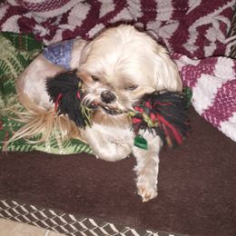 Shih Tzus from Caterina's Shih Tzus