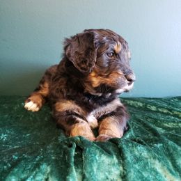 Bernedoodle Puppies from Badlands Bernedoodles