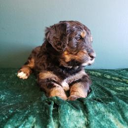 Bernedoodle Puppies from Badlands Bernedoodles