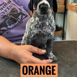 Orange Boy - Black roan male German Shorthaired Pointer puppy in Dearborn, Missouri from Hardwood Kennels