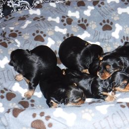 Biewer Terrier and Yorkshire Terrier Puppies from Niko Kennel