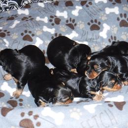 Biewer Terrier and Yorkshire Terrier Puppies from Niko Kennel