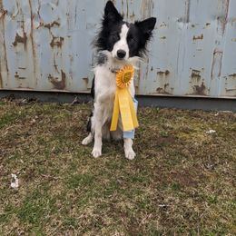 Border Collie All Grown Up from Shooting Star Border Collies