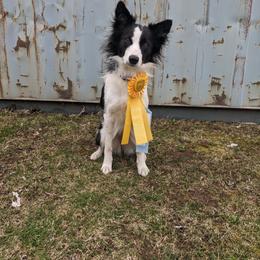 Border Collie All Grown Up from Shooting Star Border Collies