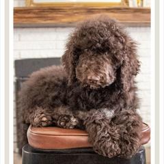 HeiHei - Yellow Collar - Chocolate male Labradoodle puppy in Lehi, Utah from Our Little Farm Life Doodles