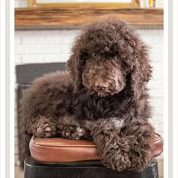 HeiHei - Yellow Collar - Chocolate male Labradoodle puppy in Lehi, Utah from Our Little Farm Life Doodles