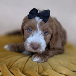 Meadow - Red  female Goldendoodle puppy in Decatur, Tennessee from Diamond's Doodles