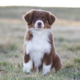 Sweet Potato - Red tri-color female Miniature American Shepherd puppy in Stephenville, Texas from Diamond H Aussies