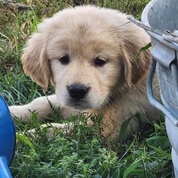 Golden Retriever and Labrador Retriever Puppies from Storm Chasers Retrievers