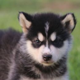 Alaskan Malamutes from October Skies Alaskan Malamutes