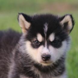 Alaskan Malamutes from October Skies Alaskan Malamutes