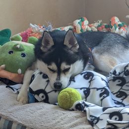 Alaskan Klee Kai from Whitesel Klee Kais