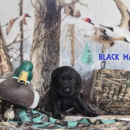 Labrador Retriever Puppies from Copper Creek Outfitters and Kennel