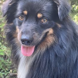 Jackson - Miniature Australian Shepherd