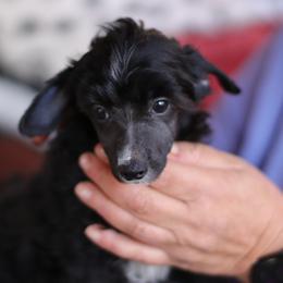 DaoDog Sweden Scandi - Black male Chinese Crested puppy in Highland Park, Michigan from Family Kennel Dao Dog