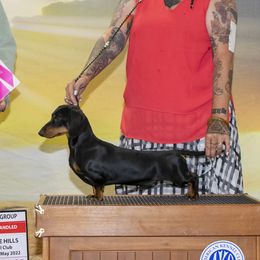 Rook - Dachshund