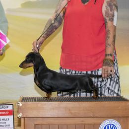 Rook - Dachshund