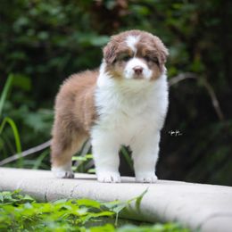 Kimmy - Red tri-color female Australian Shepherd puppy in Wheaton, Illinois from Patsy Heaven