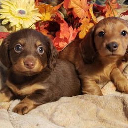 Dachshund Puppies from FLYING L Dachshund Academy