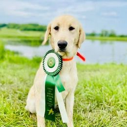 Labrador Retrievers from D and R Kennels, LLC