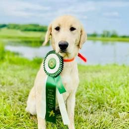Labrador Retrievers from D and R Kennels, LLC