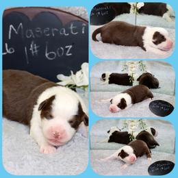 Maserati - Red tri male Toy Australian Shepherd puppy in Levelland, Texas from Once Upon a Time Aussies