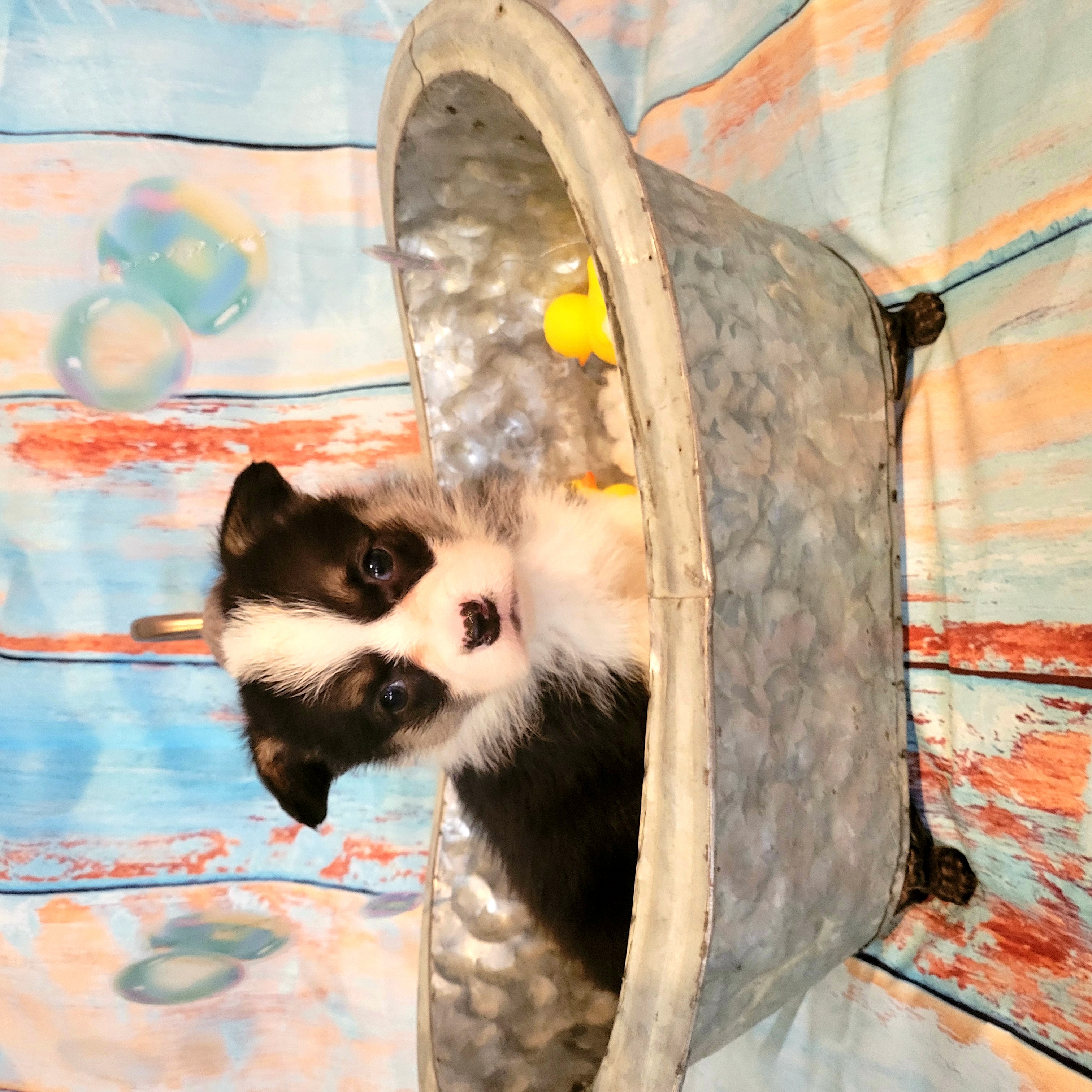 Pembroke Welsh Corgi Puppies from Space City Corgis