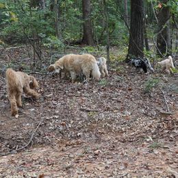 Goldendoodle Puppies from FurEver Friends Doodles
